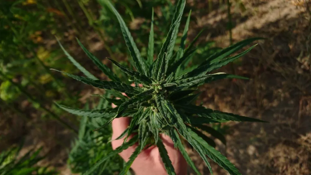 CBD, a CBDA – czy to jest to samo?